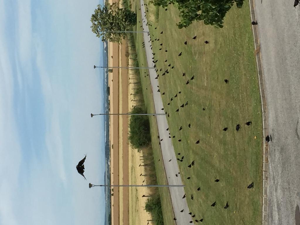 Birdland Villapark Golf View Bük Exteriör bild