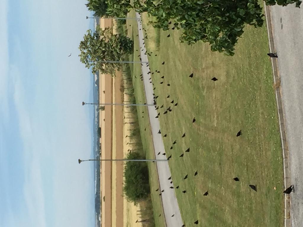 Birdland Villapark Golf View Bük Exteriör bild